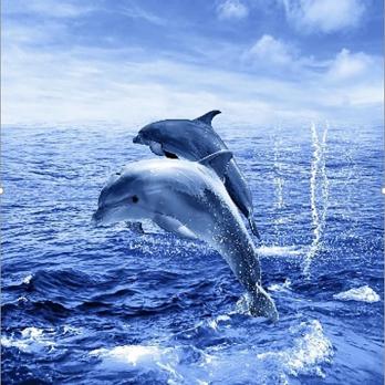 Штора для ванной  Фотопринт 180*200  Дельфины с кольцами