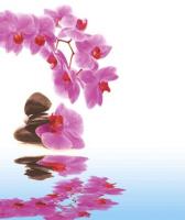 Штора для ванной  Фотопринт 180*180 Орхидея YQL-DX-132 без колец